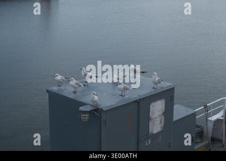 Möwenherde, die auf einem industriellen Versorgungskasten im Hafen ruht Stockfoto
