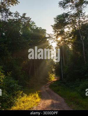 Sonnenstrahlen filtern durch Bäume über eine gewundene Schotterstraße in dichtem tropischen Regenwald mit leichtem Dunst. Stockfoto