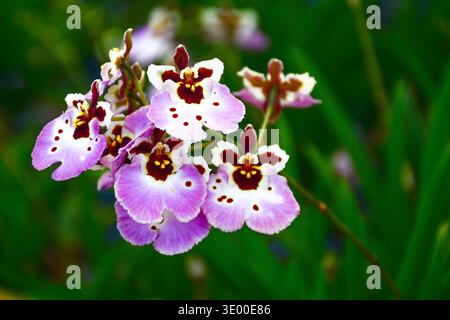 Eine wunderschöne Gruppe von Tolumnia-Orchideen mit weichen rosa und weißen Blüten mit ausgeprägten tiefroten oder burgunderroten Markierungen in der Mitte. Stockfoto
