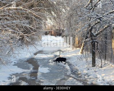 Schwarze Katze sitzt auf einer verschneiten und vereisten Straße im Winterwald. Wunderschöne Winterlandschaft mit gefrorenen Bäumen und Sonnenschein. Hauskatze bei kaltem Schneekraut Stockfoto