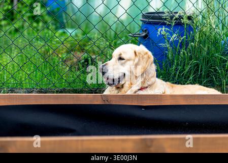 Goldener Retriever-Hund, der im Gras neben einem hölzernen Hochgartenbett liegt Stockfoto