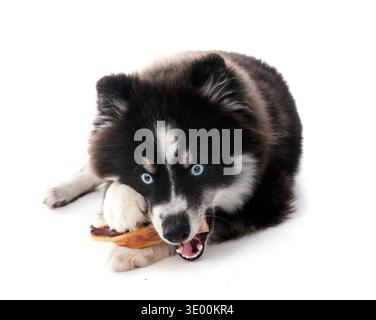 Pomsky und Snack vor weißem Hintergrund Stockfoto