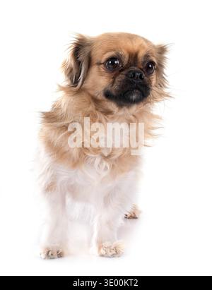 Terrier vor weißem Hintergrund Stockfoto