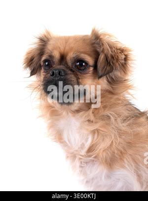Terrier vor weißem Hintergrund Stockfoto