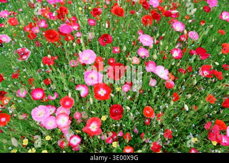 Gemischte rote und pastellrosafarbene Mohnblumen, die Grasfelder bedecken. Wilde Wiese, saisonale Blüten, florale Textur, lebhafte Frühlingsfarben Stockfoto