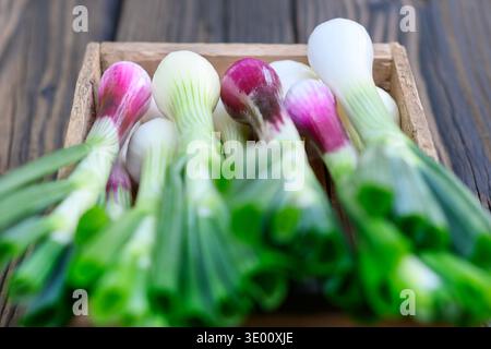 Bündel frischer Frühlingszwiebeln auf Holzoberfläche, geringe Schärfentiefe. Bio-Schalotten aus nächster Nähe, leuchtend grüne Spitzen und zarte Zwiebeln Stockfoto