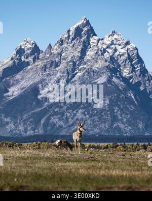 Kreuzhornantilopen (Antilocapra americana) weiden in der offenen Prärie mit dem Grand Teton im Hintergrund, Wyoming, USA, vertikale Ansicht Stockfoto