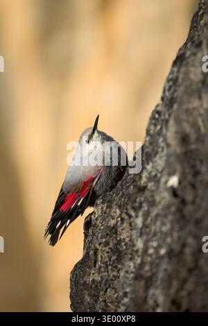 Wallkriecher (Tichodroma muraria) klettern auf eine felsige Wand mit warmem goldenem Licht im Hintergrund, vertikale Ansicht Stockfoto