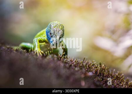Farbenfrohe männliche Western Green Lizard (Lacerta bilineata, Lacerta bilineata chloronota), die auf die Kamera zugehen Stockfoto