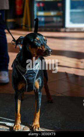 Kleiner schwarzer Pinscher Hund mit Harness, der mit dem Besitzer auf der Straße steht. Urbanes Haustier-Lifestyle, Wanderhund im Freien in sonniger Stadtumgebung Stockfoto