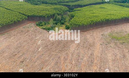 Aus der Vogelperspektive ein starker Kontrast zwischen dem dichten grünen Baldachin eines Waldes und dem kargen, geernteten Land, White River, Mpumalanga, Südafrika. Stockfoto