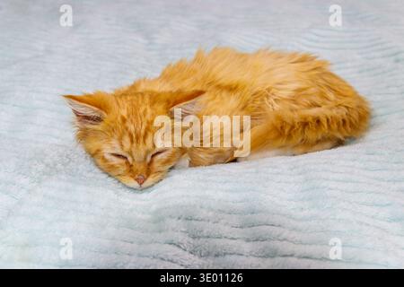 Ingwerkatze auf einem Bett zu Hause Stockfoto