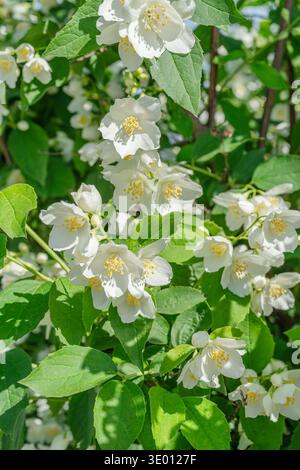 Weiße Jasminblüten blühen auf einem Jasminstrauch (Philadelphus) vor einem klaren blauen Himmel. Diese stark duftende Pflanze ist weithin als Garten-Jasmin bekannt Stockfoto