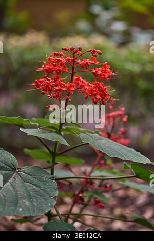 Hohe rote Panicle der Clerodendrum paniculatum pagoda-Blüte mit kleinen röhrenförmigen Blüten und langen Staubblättern, die sich über großen gelappten grünen Blättern im Schatten erheben Stockfoto