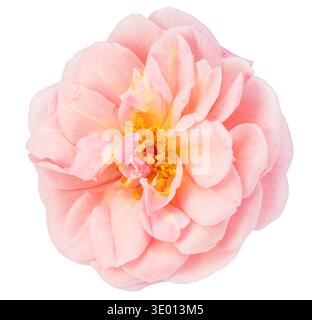 Blassrosa Rosen auf weißem Hintergrund. Datei enthält Beschneidungspfad. Stockfoto
