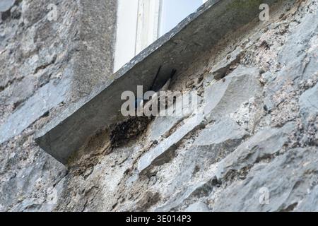 Ein Haus martin (Delichon urbicum) baut sein Nest Stockfoto