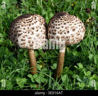 Parasolpilz, Macrolepiota procera, auch Schirmpilz genannt, ist ein guter Speisepilz der auf Wiesen und im Wald waechst. Der Sonnenschirmpilz, Macrolepiota procera, auch Regenschirmpilz genannt, ist ein guter Speisepilz, der auf Wiesen und in den Foren wächst Stockfoto