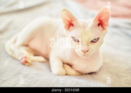 Sphynx Devon Rex Katze Nahaufnahme. Porträt eines Haustiers. Die Katze spielt mit dem Besitzer zu Hause auf dem Bett. Schöne blaue Katzenaugen. Exotische Katzenrasse. Tier mit kurzen Haaren. Stockfoto
