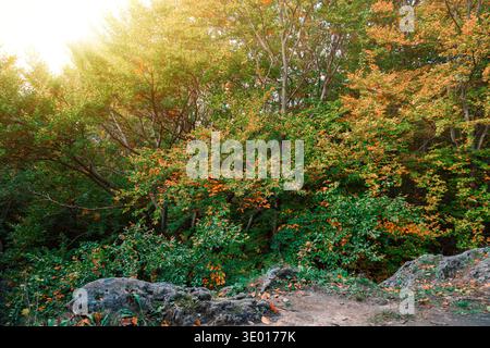 Goldene Sonnenstrahlen beleuchten ein dichtes Walddach, das den Übergang der Blätter von grünen zu warmen herbstlichen Tönen zeigt Stockfoto