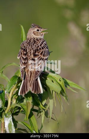Skylark / Feldlerche (Alauda arvensis), die rückwärts auf einer exponierten Pflanze zeigt und ihr melodisches Lied singt, Wildtiere, Europa. Stockfoto