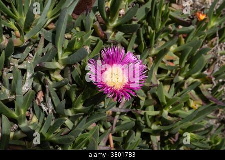Leuchtend rosa Eisblume wächst zwischen saftigen Blättern auf Antigua Fuerteventura Kanarischen Inseln Spanien Küstenvegetation und Dürretoleranz Plan Stockfoto