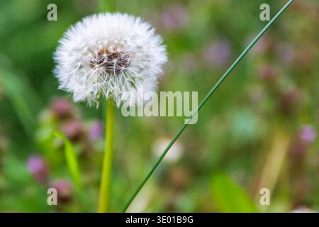 Löwenzahn-Samenkopf im Frühlingswiesen-Gras Nahaufnahme mit einem weichen, unscharfen Bokeh-Hintergrund mit Kopierraum. Taraxacum officinale. Blowball Stockfoto