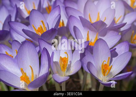 Crocuses in Bloom an einem hellen Suuny-Nachmittag Stockfoto
