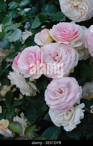 Nahaufnahme einer blassrosa Gartenrosenblüte auf einem Busch mit grünem Blatt. Englischer Rosenstil (Typ david austin) floraler Hintergrund, natürliches Licht, weich Stockfoto