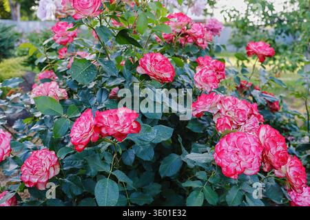 Rosafarbener und weißer zweifarbiger Rosenstrauch, bedeckt mit Blüten in einem Garten. Wahrscheinlich floribunda-Sorte (Doppel-Delight-Stil), Sommer-Outdoor-floraler Hintergrund Stockfoto
