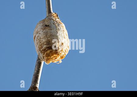 Sphodromantis viridis, Riesenafrikanischer Mantis Ootheca-Ei-Fall Stockfoto