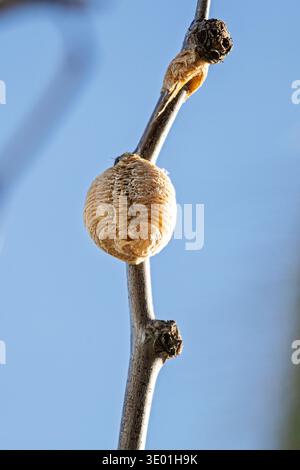 Sphodromantis viridis, Riesenafrikanischer Mantis Ootheca-Ei-Fall Stockfoto