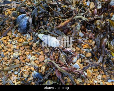 Angelköder wurden in der Strandline von St. Leonards-on-Sea Beach neben Muschelmuscheln und Algen gespült Stockfoto