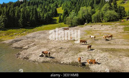 Luftdrohnenaufnahme von Kühen, die am Speicher Durlaßboden in Königsleiten Österreich Tirol weiden Stockfoto