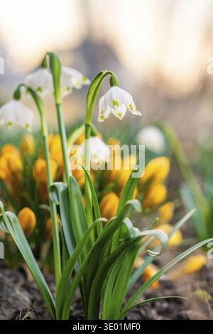 Schneeglöckchen und Krokusse blühen im Frühling in leuchtenden Farben, Gechingen, Bezirk Calw, Deutschland Stockfoto