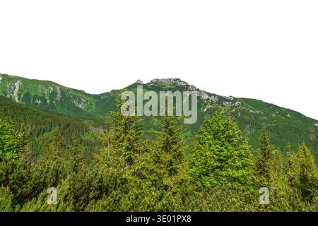 Nadelwald umrahmt einen entfernten Bergkamm in grüner Landschaft. Isoliertes Objekt. Stockfoto