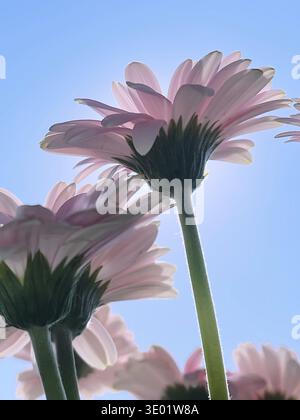 Rosa Gerbera Gänseblümchen und sonnigen Himmel, Frühling Natur Konzept Stockfoto