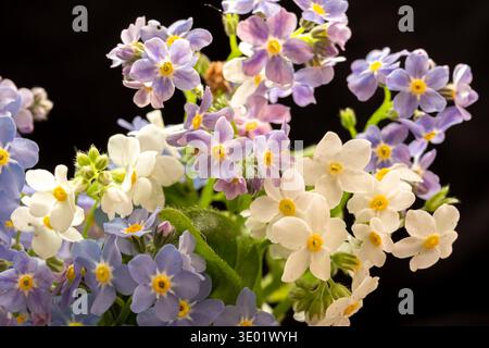 Blumen in Eis. Schließen Sie Eiswürfel mit gefrorenen Blumen auf weißem Hintergrund. Stockfoto