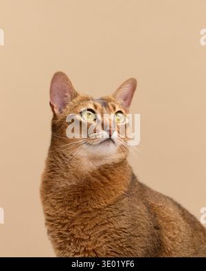 Ein Nahaufnahme-Porträt einer Abessinierkatze hebt ihre leuchtenden bernsteinfarbenen Augen hervor. Der braune Hintergrund verleiht dem detailreichen Studiofoto Wärme und Weichheit. Stockfoto
