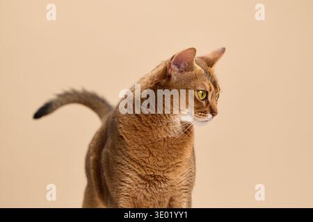 Die Abessinierkatze posiert in einer Profilansicht vor einem warmen beigefarbenen Hintergrund. Seine ausdrucksstarken Augen und definierten Merkmale werden in scharfen Details erfasst. Stockfoto
