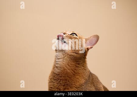 Katzenkopf in Profilansicht nach oben geneigt. Die elegante Pose unterstreicht die Struktur der Abessinier Rasse und das weiche Fell. Stockfoto