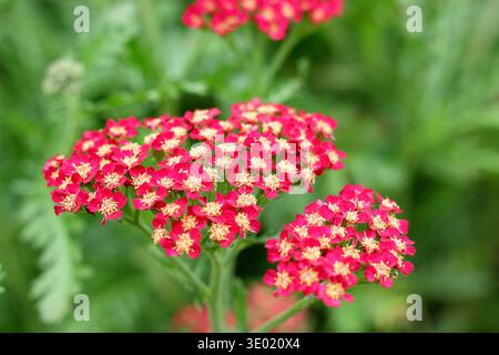 Achillea millefolium 'Sassy Summer Sangria' Schafgarbe blüht im frühen Herbst in Großbritannien Stockfoto