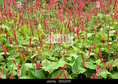 Persikaria. Bistorta amplexicaulis "Firetail". Synonyme: Persicaria amplexicaulis 'Speciosa' und Persicaria amplexicaulis Firetail im Herbstgarten UK Stockfoto