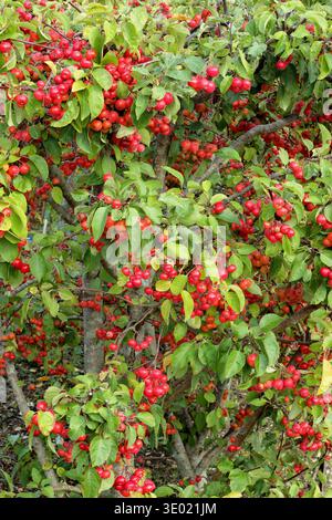 Krabbenäpfel. Früchte des Malus „Evereste“-Krabbenapfelbaums im frühen Herbst Stockfoto