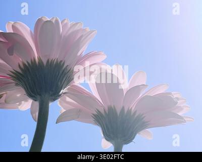 Rosa Gerbera Gänseblümchen und sonnigen Himmel, Frühling Natur Konzept Stockfoto