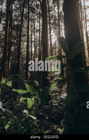 Üppiges grünes Unterholz und natürliche Waldszene in warmen, stimmungsvollen Tönen, die Ruhe und Verbindung mit der Natur wecken. Stockfoto