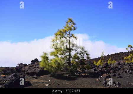 Kiefer inmitten vulkanischer Felsen unter klarem blauem Himmel, der Kanarischen Kiefer (Pinus canariensis), im Teide Nationalpark, Parque Nacional del Teide Stockfoto