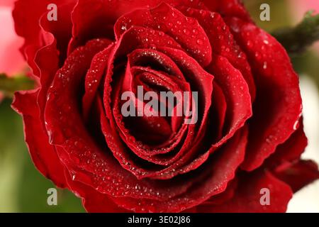 Makro-Nahaufnahme einer roten Rose, die mit frischen Wassertropfen bedeckt ist. Stockfoto