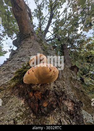 Bracket Pilz Auf Eichenrinde Polypore Shelf Kolonisieren Trunk Feuchte Nahaufnahme Zeigt Orangebrown Poröse Schichten, Strukturierte Rinde, Moos Und Flechten Patches, Ove Stockfoto