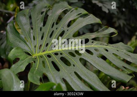 Monstera ist eine große tropische Pflanze, eine Rebe, eine Gattung der Araceae-Familie. Stockfoto