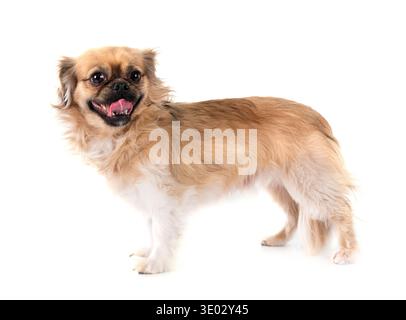 Terrier vor weißem Hintergrund Stockfoto